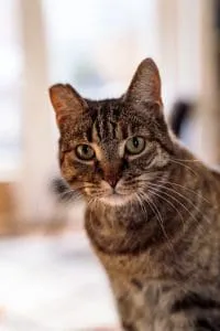 Waarom gedraagt mijn kat zich anders na een ingrijpende gebeurtenis?