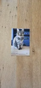 Kan diercommunicatie echt op afstand?